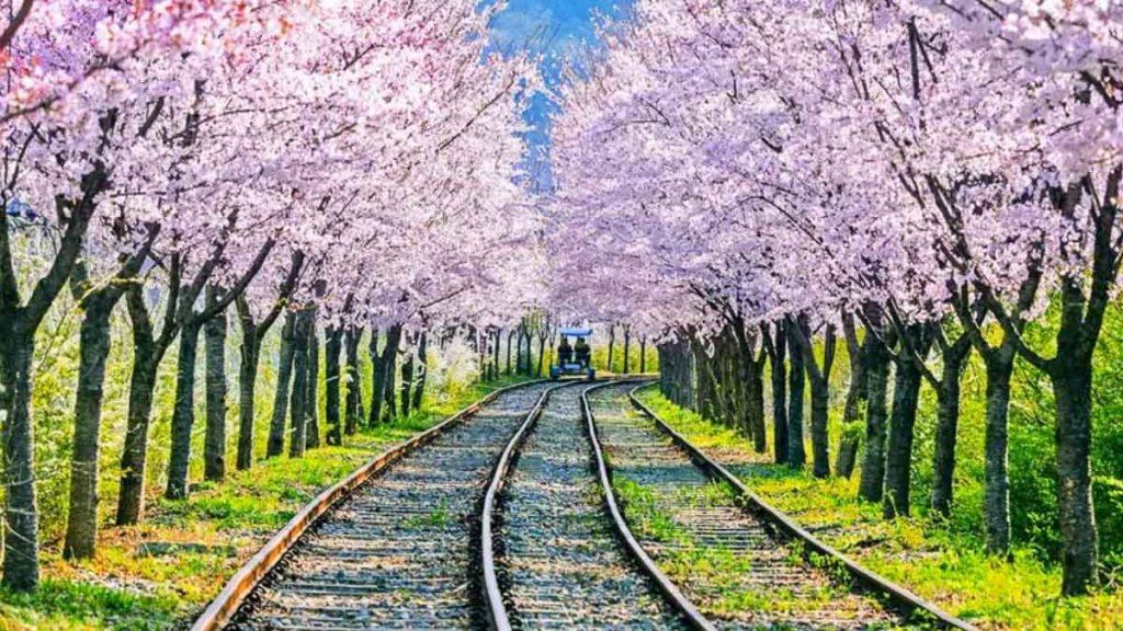 People Riding on Gapyeong Rail Bike - South Korea Cherry Blossom