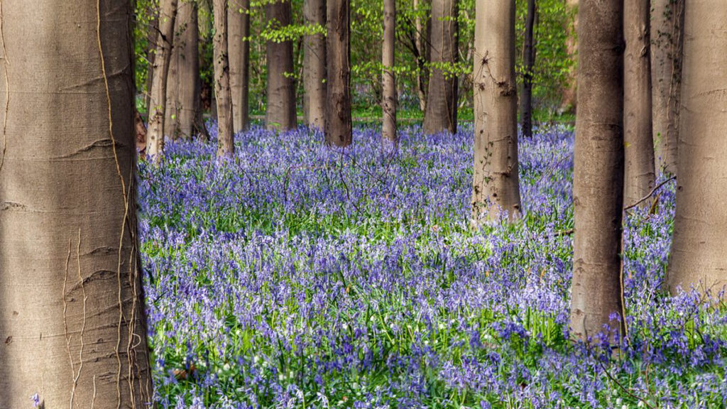 Blue Forest in Belgium