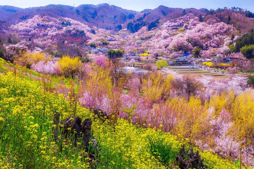 Hanamiyama Park Fukushima - South Tohoku Japan Guide