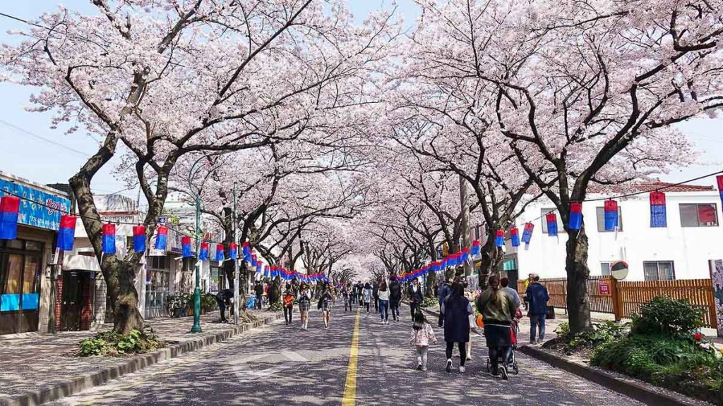 Cherry Blossom Street in Jeju - South Korea Cherry Blossom