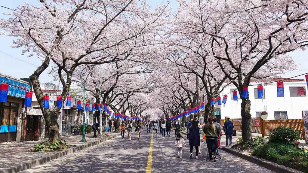 Cherry Blossom Street in Jeju - Sakura Guide