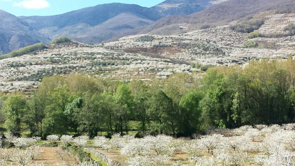 Jerte Valley in Spain