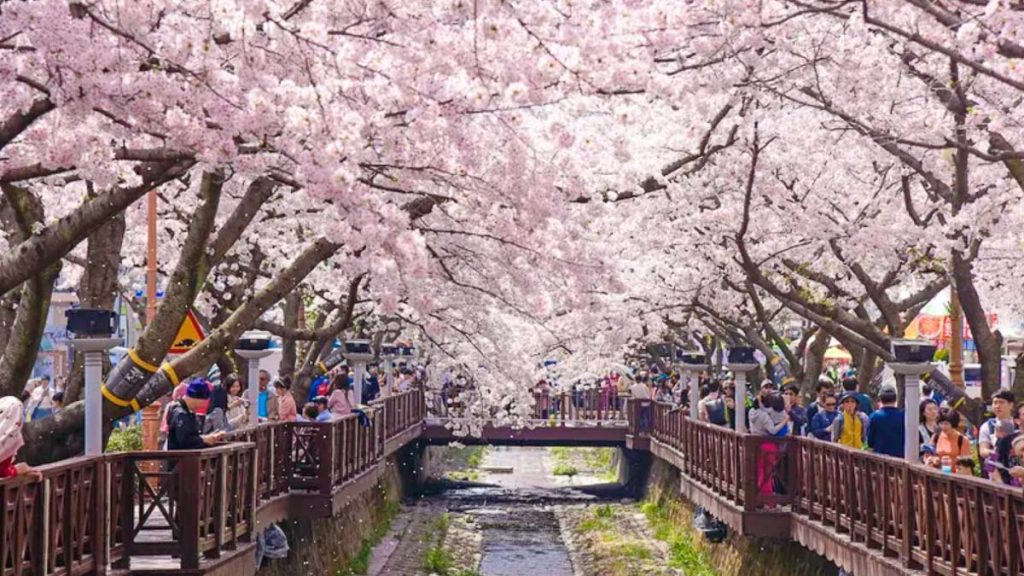 People at Jinhae Cherry Blossom Festival - South Korea Cherry Blossom