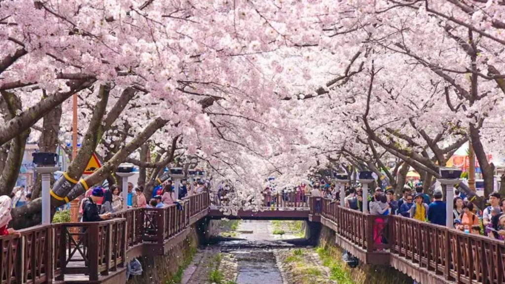 People at Jinhae Cherry Blossom Festival - Sakura Guide