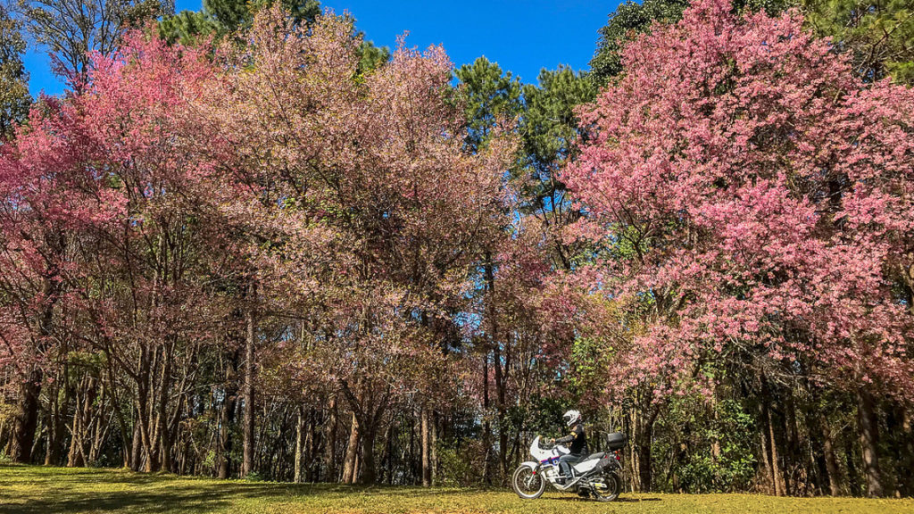 Cherry blossoms in Chiang Mai, Thailand