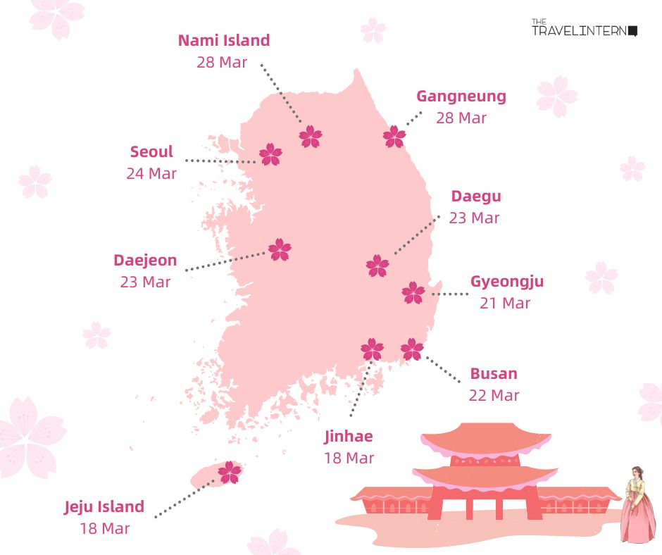 Korea Cherry Blossom Cities