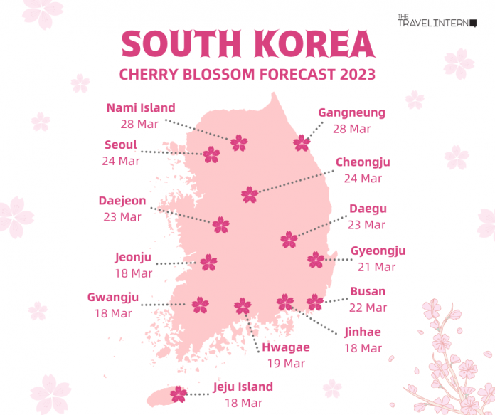 South Korea Cherry Blossom Guide 2023 — The Only Guide You’ll Need