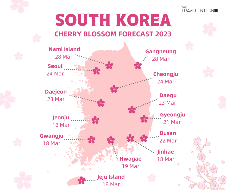 Korea Cherry Blossom Forecast 2023