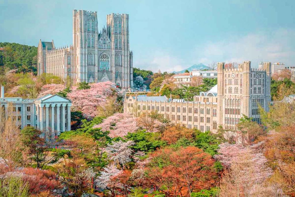 Kyunghee University Seoul in Spring - South Korea Cherry Blossom