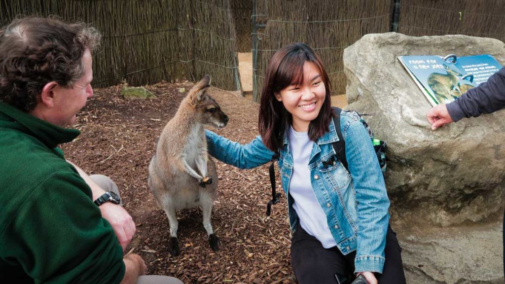 Posing with kangaroo at Taronga Zoo in Sydney - Things to do in Australia