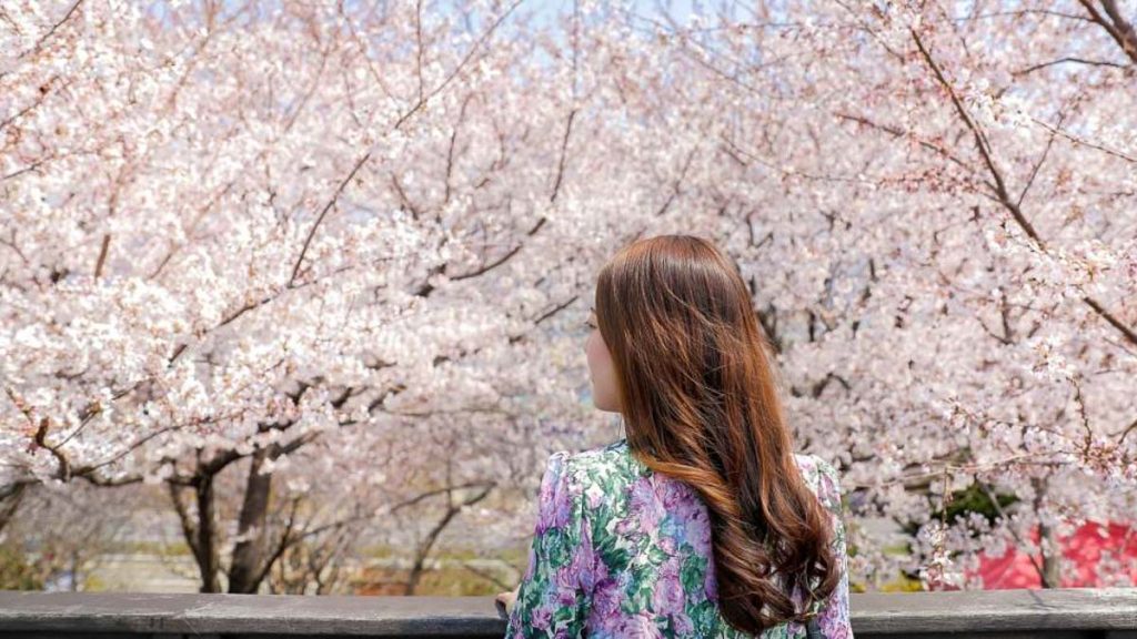 Girl at Samnak Ecological Park - South Korea Cherry Blossom