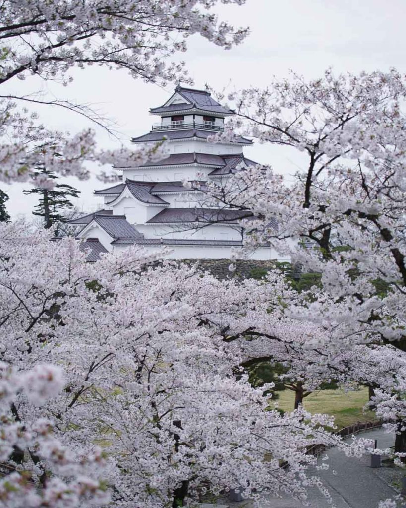 Tsuruga Castle in Spring - South Tohoku
