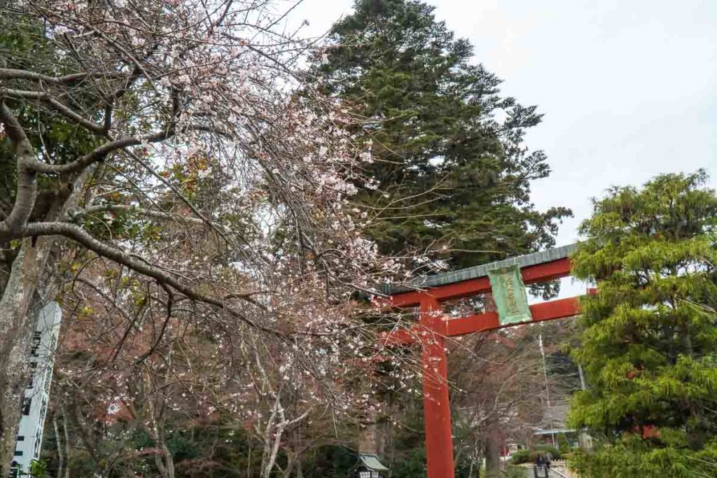 Shiogama Shrine Shikizakura Cherry Blossoms - South Tohoku Japan Guide
