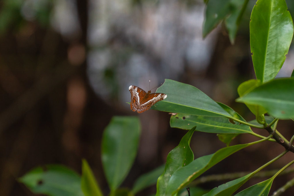 Butterfly - Pulau Ubin things to do