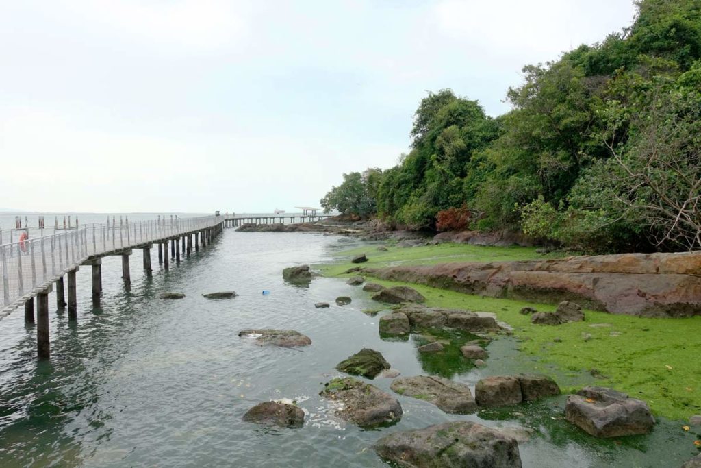 Chek Jawa Coastal Boardwalk - Pulau Ubin Guide