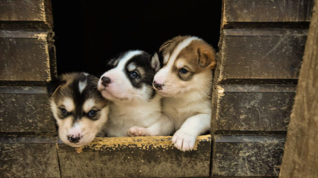 Kirkenes Norway Snowhotel Kirkenes Husky Farm - Snow Hotels