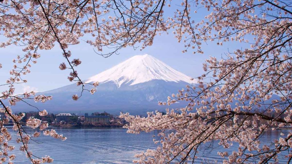 Mt Fuji sakura - Japan cherry blossoms