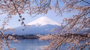 Ultimate 2024 Cherry Blossom Japan Guide — Everything You Need to Know