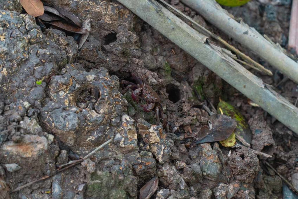 Mud Crab - Pulau Ubin things to do