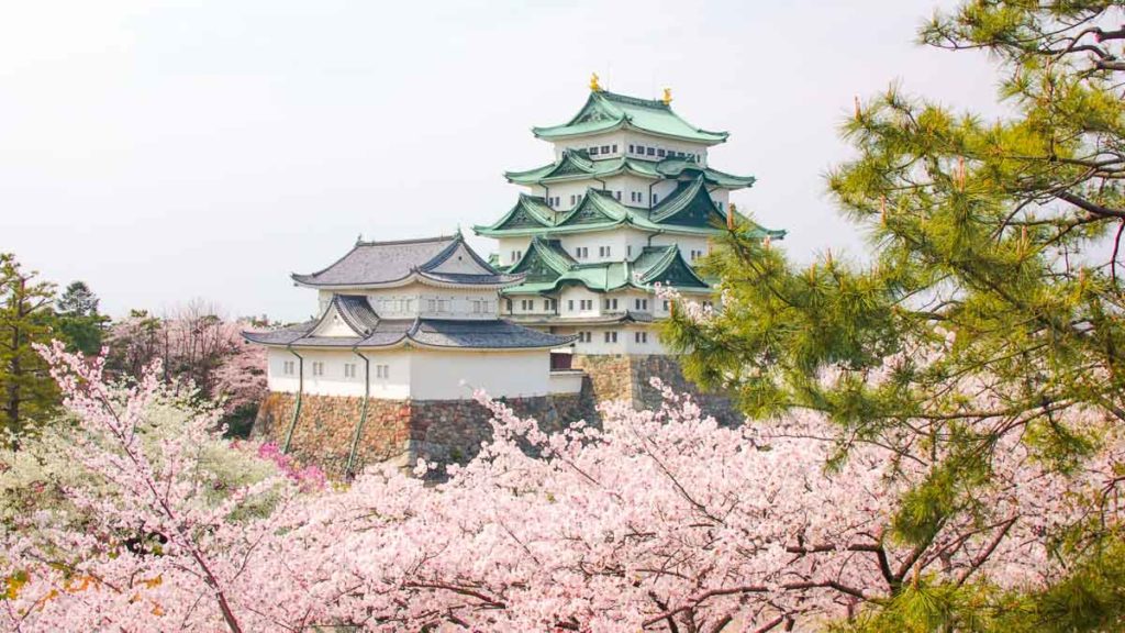 Castelo de Nagoya sakura - flores de cerejeira do Japão