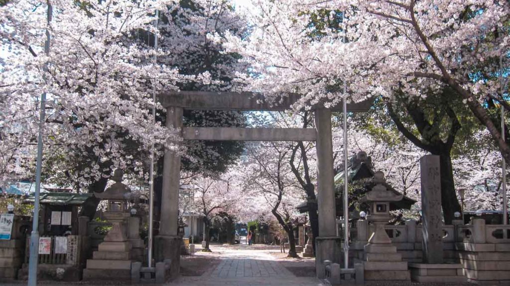 Nagoya shrine cherry blossom - Japan sakura