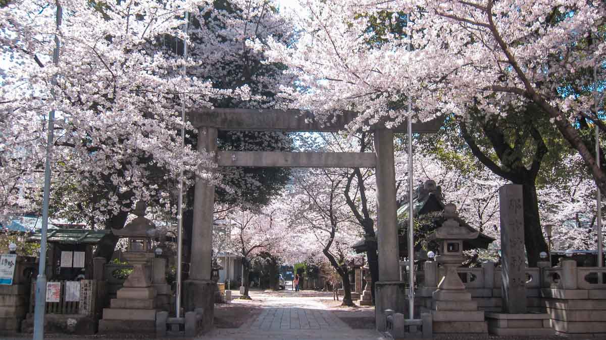 Ultimate 2024 Cherry Blossom Japan Guide — Everything You Need to Know