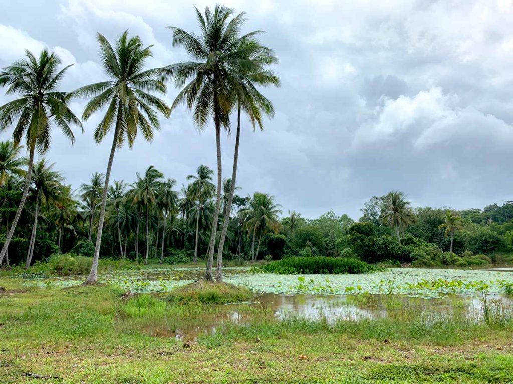 Sensory Trail Pond - Pulau Ubin Guide