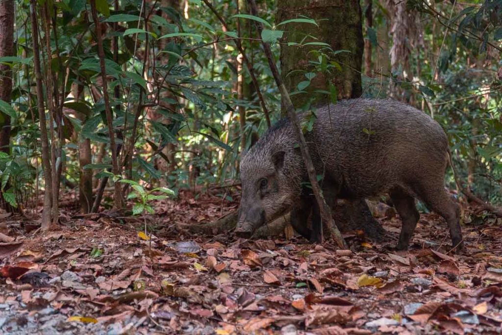 Wild Boar - Pulau Ubin things to do