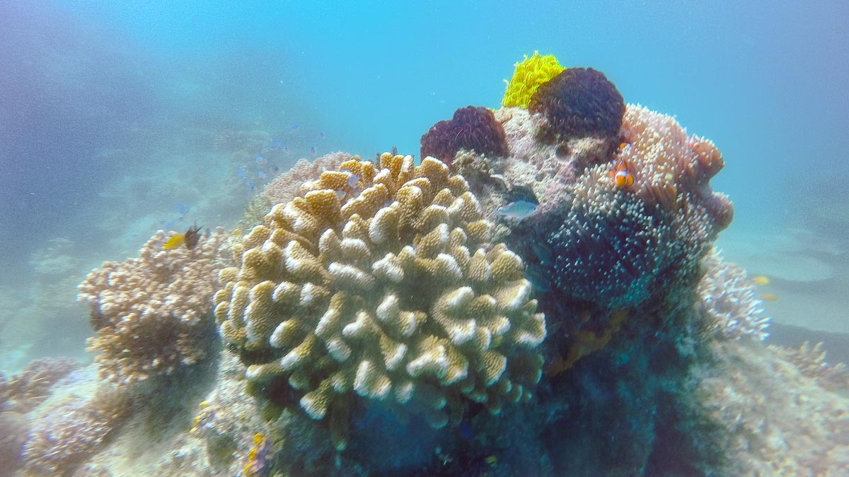 Diving shot with coral and clownfish - things to do in Palawan