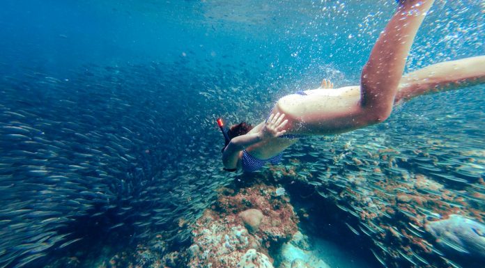 Woman swimming with sardine run - What to do in Cebu, Philippines