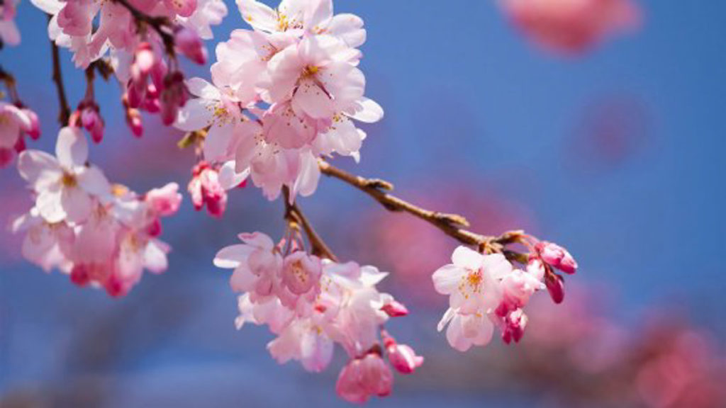 Gardens by the Bay Cherry Blossoms 2020 - Covid-19