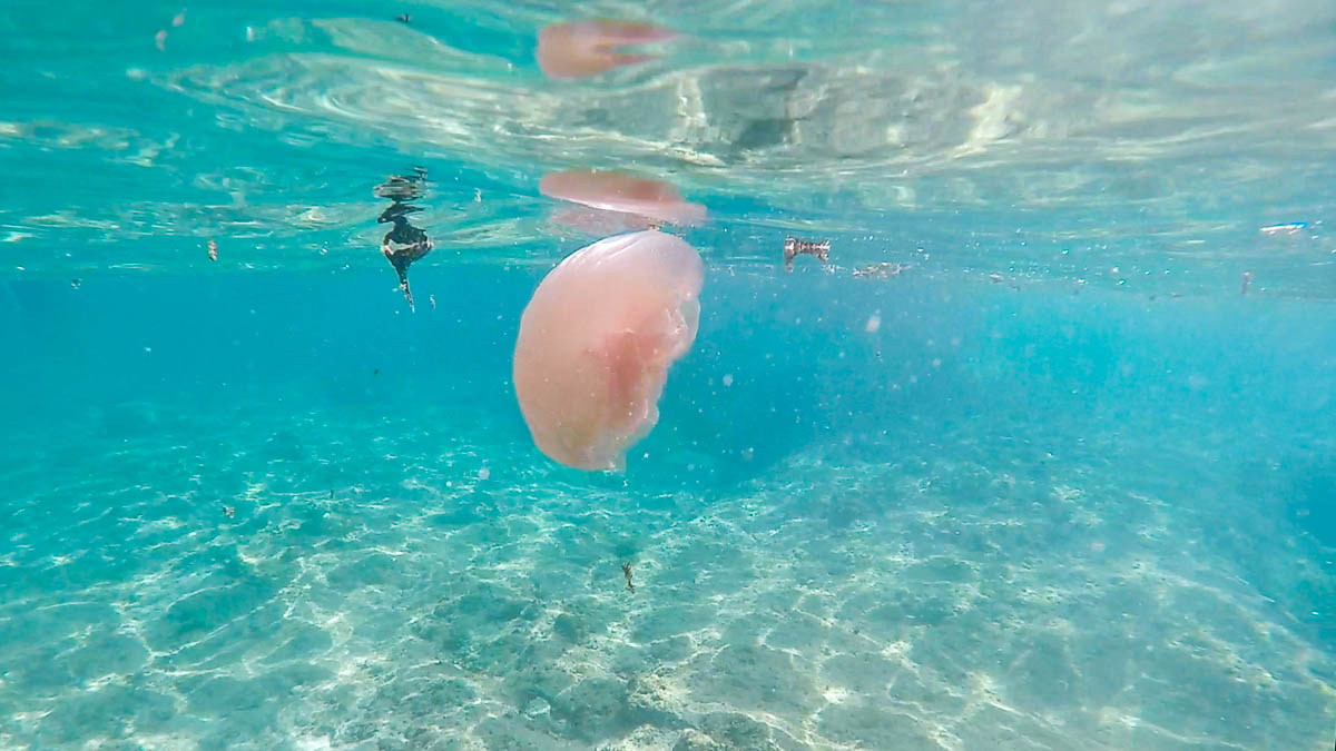 Jellyfish on Hidden Beach - TTI Bootcamp Philippines