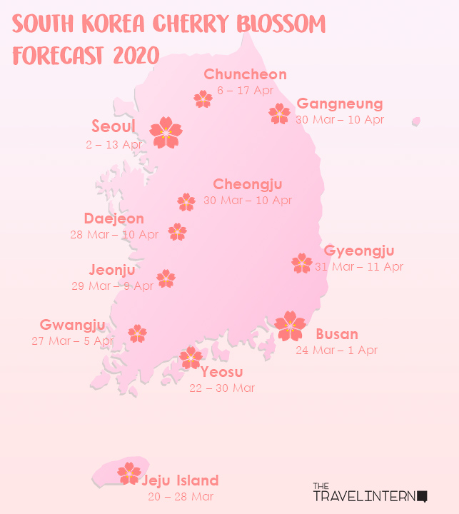 South Korea Cherry Blossom Guide 2020 — The Only Guide You’ll Need