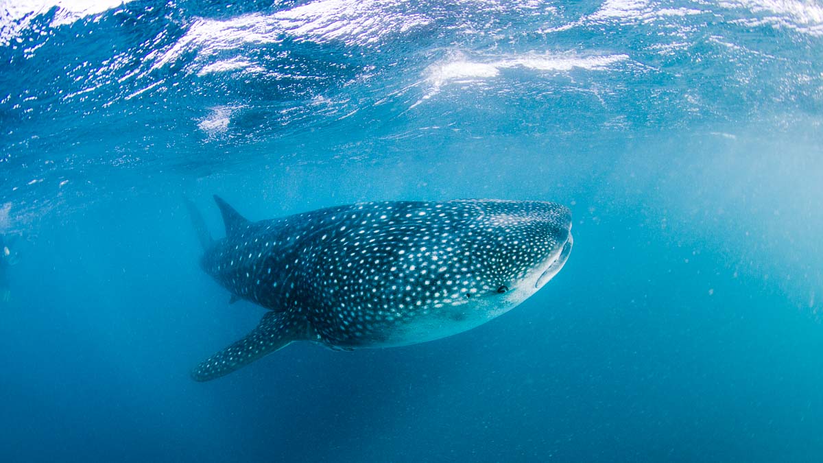 Ningaloo reef whale shark - swimming with whale sharks in oslob, philippines