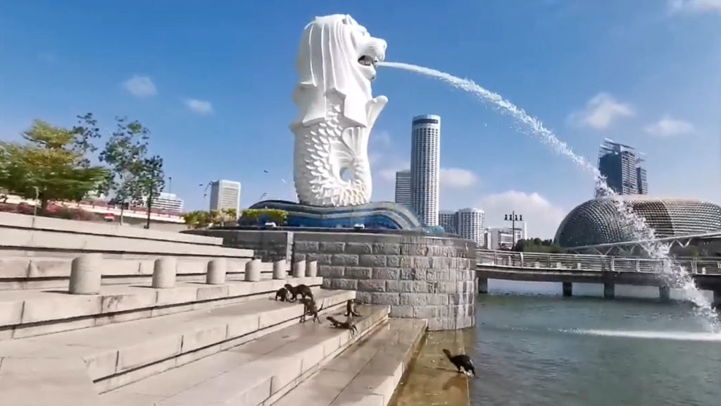 Otters at Merlion Park - Good News Related to COVID-19