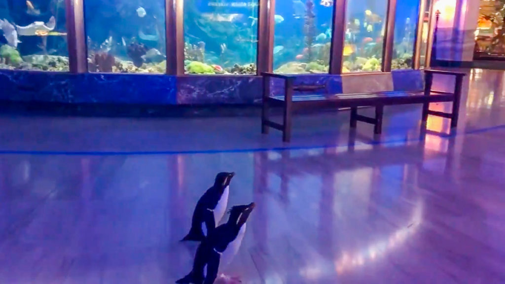 Penguins Roam Around Chicago Shedd Aquarium - Good News Related to COVID-19