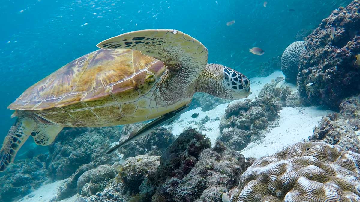 Snorkelling with sea turtle in Southeast Asia