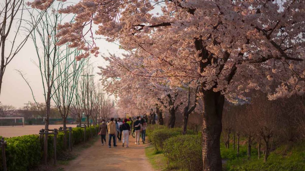 Seoul Mangwon Hangang Park Cherry Blossoms - Where to Stay in Seoul