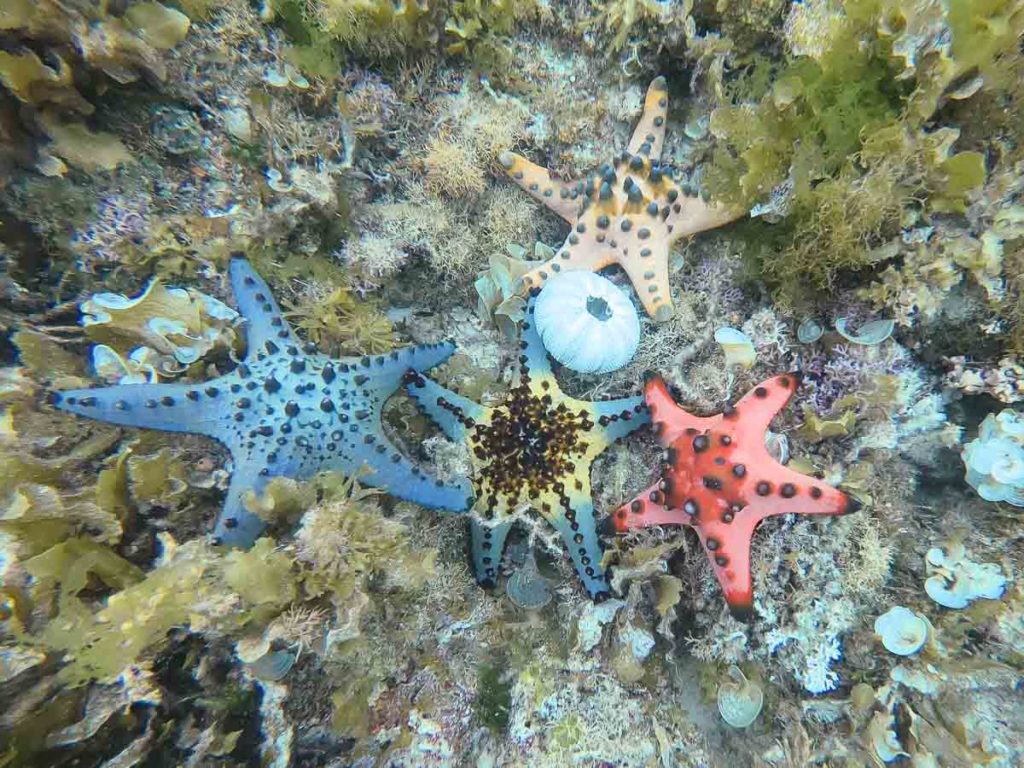 starfish