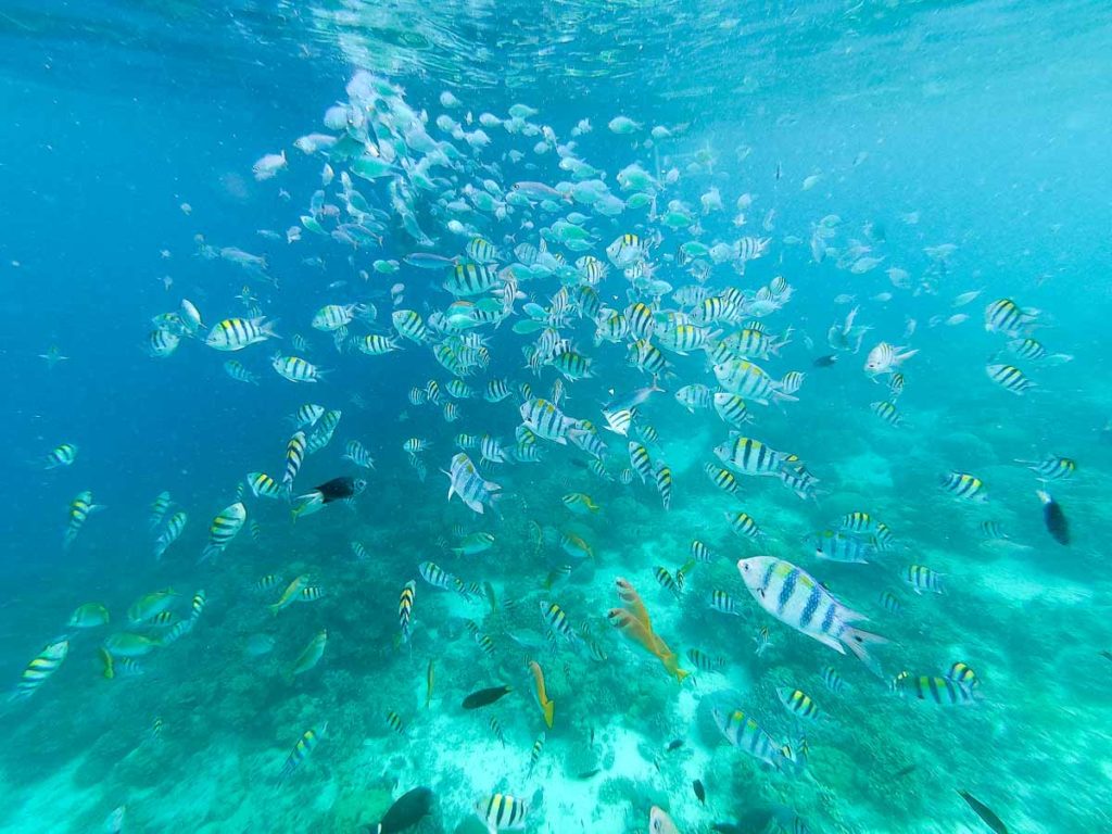 Image showing a school of fish underwater
