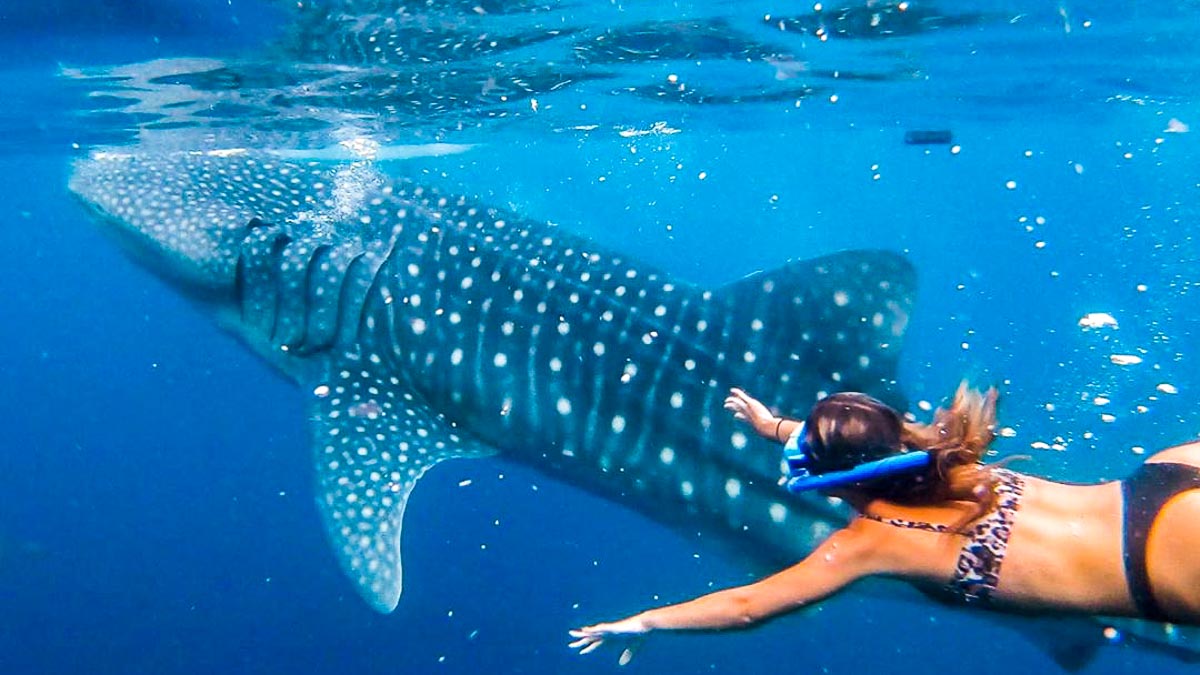 Girl snorkeling with whale shark in Oslob - swimming with whale sharks