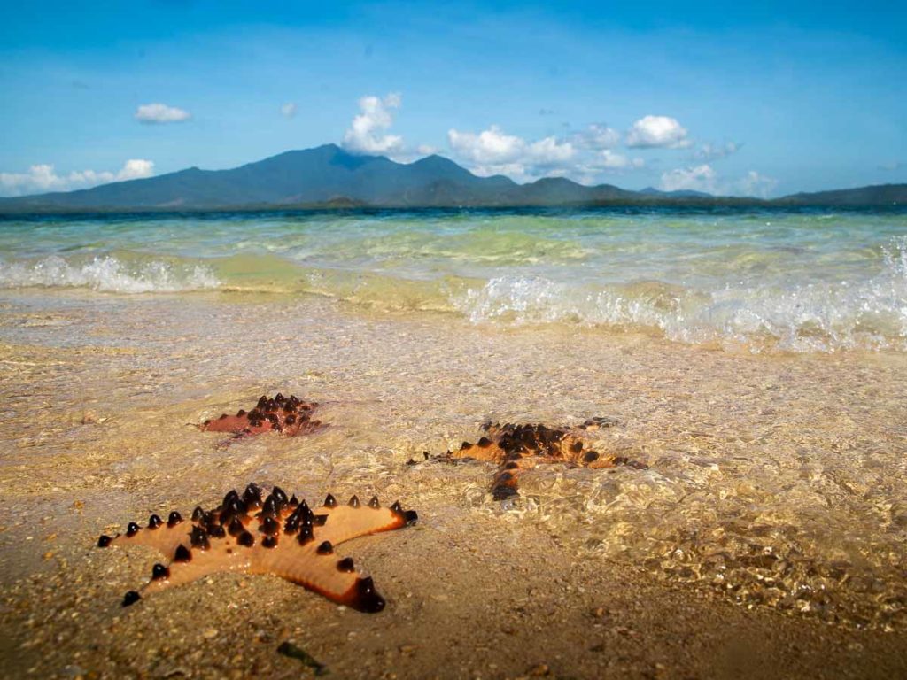 Starfish Along the Shore's of Starfish Island - things to do in Palawan