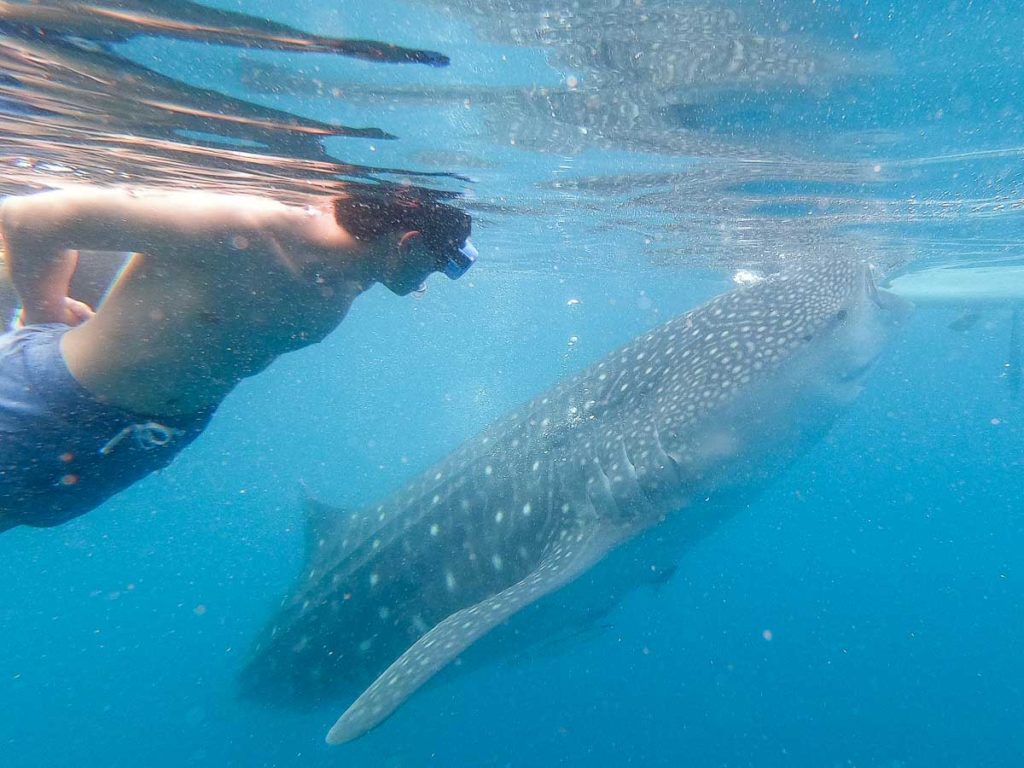 Man Swimming with Whale Sharks in Oslob