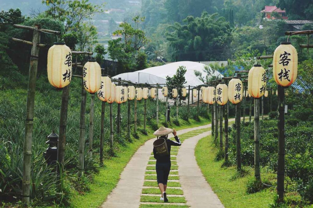 Tea Plantation Ban Rak Thai village in Mae Hong Son -Instagrammable Places in Thailand
