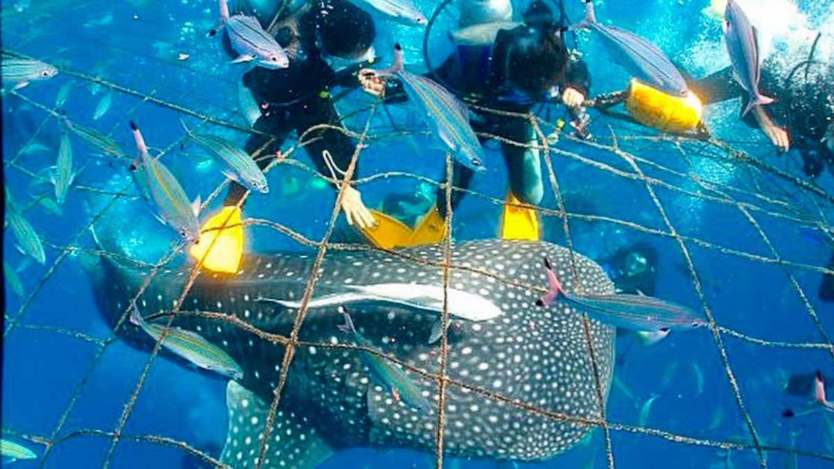 Divers in whale shark cage okinawa - whale sharks in oslob, philippines