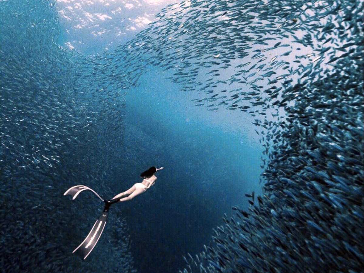 Woman diving with Sardine Run - What to do in Cebu Philippines