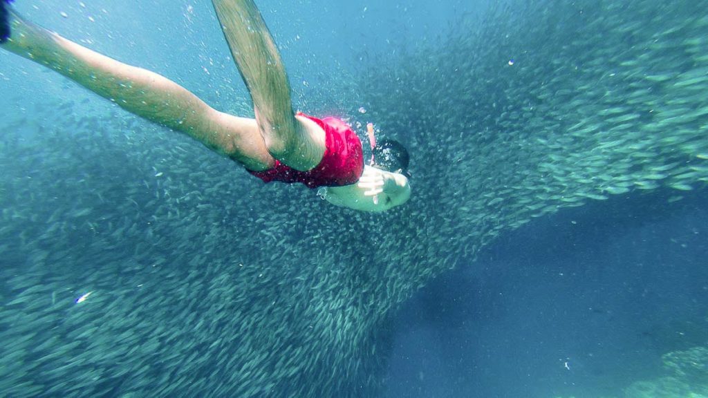 Snorkelling with a Sardine Run - Affordable Getaways from Singapore