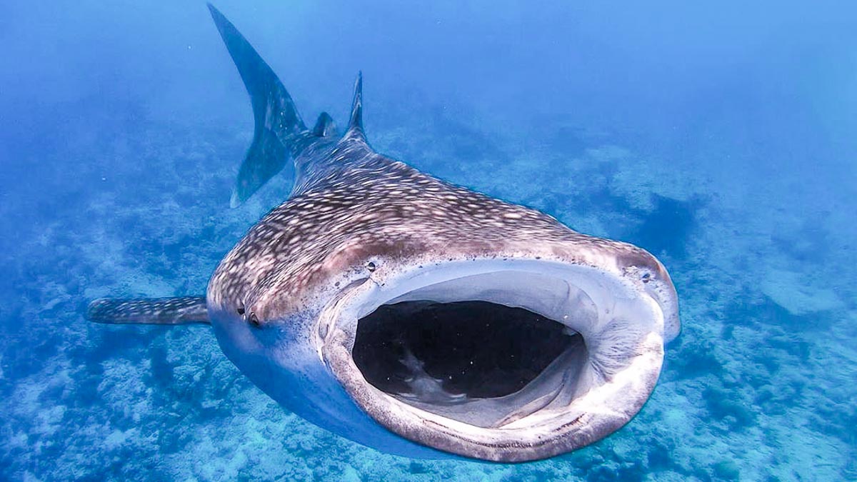 Whale shark feeding open mouth - whale sharks in philippines