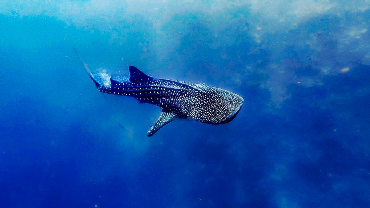 whale shark in south ari atoll - swimming with whale sharks