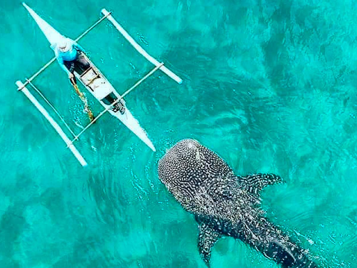 Whale shark swimming beside boat - whale sharks in oslob, philippines